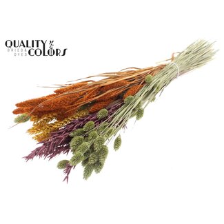 QC Dried Flower Mix Bouquet | Pumpkin Spice | Colour: Mixed Colours | Length ± 60 centimetres | Per bunch