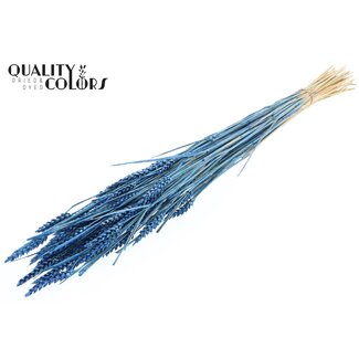 QC Sun-Bleached Wheat | Colour: Pearl Blue | Triticum Dried Flowers | Length ± 60 centimetres | Weight 220 grams | Per bunch