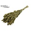 Dried Setaria | Colour: Antique Green | Setaria dried flowers | Length ± 70 centimetres | Weight 210 grams | Per bunch
