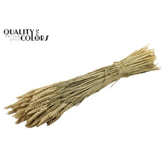 QC Gedroogde Tarwe | Kleur: Naturelle Bruin | Triticum Droogbloemen | Lengte ± 60 centimeter | Gewicht 220 gram | Per bos