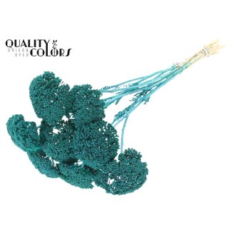 QC Gedroogd Duizendblad | Kleur: Frosted Turquoise | Achillea Droogbloemen | Lengte ± 60 centimeter | 15 stelen per bos | Per bos