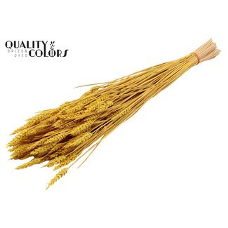 QC Zongebleekte Tarwe | Kleur: Geel | Triticum Droogbloemen | Lengte ± 60 centimeter | Gewicht 220 gram | Per bos