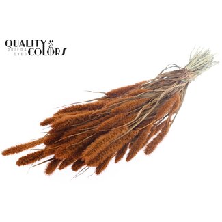 QC Getrocknete Setaria | Farbe: Terrakotta | Setaria Trockenblumen | Länge ± 70 Zentimeter | Gewicht 210 Gramm | Pro Bund