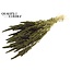 Dried Amaranthus | Colour: Olive Green | Cat's Tail Dried Flowers | Length ± 60 centimetres | Per bunch