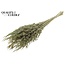 Dried Wild Oats | Colour: Olive Green | Wild Avena Dried Flowers | Length ± 70 centimetres | Weight 100 grams | Per bunch