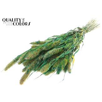 QC Gedroogde Setaria | Kleur: Multicolour Groen | Setarea droogbloemen | Lengte ± 70 centimeter | Gewicht 210 gram | Per bos