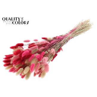 QC Gedroogde Hazenstaartjes Premium | Lady Mix | Kleur: Gemengde Kleuren | Lagurus Ovatus droogbloemen | Lengte ± 70 centimeter | Gewicht 100 gram | Per bos