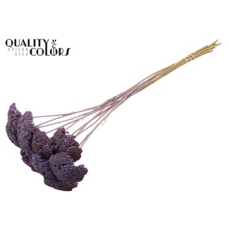 QC Dried Yarrow | Colour: Frosted Milka Purple | Achillea Dried Flowers | Length ± 60 centimetres | 15 stems per bunch | Per bunch