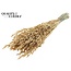 Dried Oats | Colour: Antique Gold with Glitter | Avena dried flowers | Length ± 60 centimetres | Weight 250 grams | Per bunch
