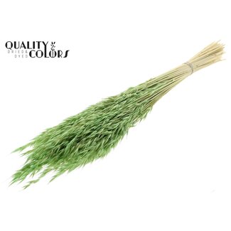 QC Gedroogde Haver | Kleur: Intens Frosted Mintgroen | Avena droogbloemen | Lengte ± 60 centimeter | Gewicht 200 gram | Per bos