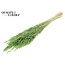 Dried Oats | Colour: Intense Frosted Mint Green | Avena dried flowers | Length ± 60 centimetres | Weight 200 grams | Per bunch