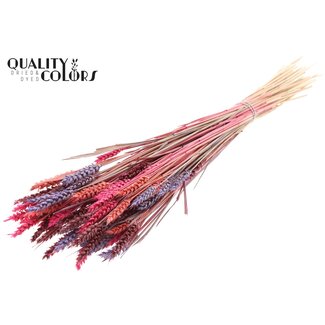 QC Zongebleekte Tarwe | Kleurrijk 9 | Kleur: Gemengde Kleuren | Triticum Droogbloemen | Lengte ± 60 centimeter | Gewicht 220 gram | Per bos