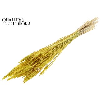 QC Gedroogde Tarwe | Kleur: Intens Geel | Triticum Droogbloemen | Lengte ± 60 centimeter | Gewicht 100 gram | Per bos