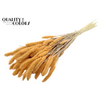 QC Gedroogde Setaria | Kleur: Intens Zalmkleurig | Setarea droogbloemen | Lengte ± 70 centimeter | Gewicht 210 gram | Per bos