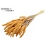 Dried Setaria | Colour: Intense Salmon | Setaria dried flowers | Length ± 70 centimetres | Weight 210 grams | Per bunch