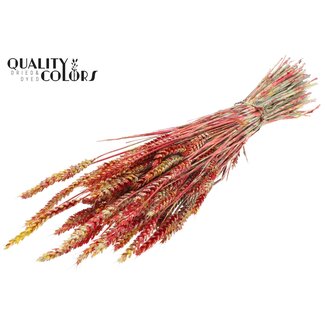 QC Gedroogde Tarwe | Kleur: Meerkleurig Rood | Triticum Droogbloemen | Lengte ± 60 centimeter | Gewicht 220 gram | Per bos
