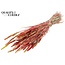 Dried Wheat | Colour: Multicoloured Red | Triticum Dried Flowers | Length ± 60 centimetres | Weight 220 grams | Per bunch
