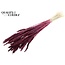 Dried Wheat | Colour: Intense Bordeaux Red | Triticum Dried Flowers | Length ± 60 centimetres | Weight 100 grams | Per bunch