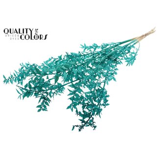 QC Gedroogde Ruscus | Kleur: Intens Turquoise | Ruscus Droogbloemen | Lengte ± 50 centimeter | 10 takken per bos | Per bos