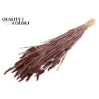QC Zongebleekte Tarwe | Kleur: Bruin | Triticum Droogbloemen | Lengte ± 60 centimeter | Gewicht 220 gram | Per bos