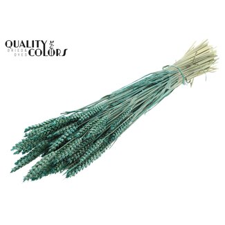 QC Gedroogde Tarwe | Kleur: Pearl Turquoise | Triticum Droogbloemen | Lengte ± 60 centimeter | Gewicht 220 gram | Per bos