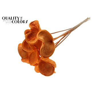 QC Badam op steel | Kleur: Intens Oranje | Lengte bijsteker ± 50 centimeter | Per 10 stelen