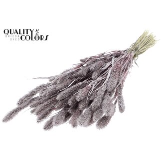QC Gedroogde Setaria | Kleur: Champagne met Glitters | Setarea droogbloemen | Lengte ± 70 centimeter | Gewicht 210 gram | Per bos