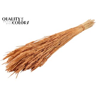 QC Sun-Bleached Wheat | Colour: Frosted Salmon | Triticum Dried Flowers | Length ± 60 centimetres | Weight 220 grams | Per bunch