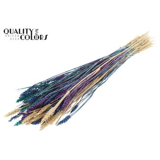 QC Zongebleekte Tarwe | Scandinavische Kleuren | Kleur: Gemengde Kleuren | Triticum Droogbloemen | Lengte ± 60 centimeter | Gewicht 220 gram | Per bos