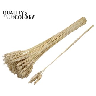 QC Gedroogde Tarwe | Kleur: Wit Gebleekt | Triticum Droogbloemen | Lengte ± 55 centimeter | 3 stuks per tak | Per 25 takken