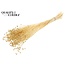 Dried Flax | Colour: Bleached | Linum Dried Flowers | Length ± 70 centimetres | Per bunch
