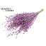 Dried Flax | Colour: Metallic Pink with Glitter | Linum Dried Flowers | Length ± 50 centimetres | Weight 150 grams | Per bunch