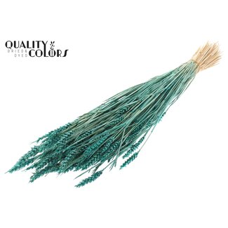 QC Sun-bleached Wheat | Colour: Turquoise | Triticum Dried Flowers | Length ± 60 centimetres | Weight 220 grams | Per bunch