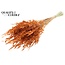 Dried Wild Oats | Colour: Terracotta | Wild Avena Dried Flowers | Length ± 70 centimetres | Weight 100 grams | Per bunch