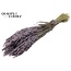 Dried Oats | Colour: Frosted Milk Purple | Avena dried flowers | Length ± 60 centimetres | Weight 250 grams | Per bunch