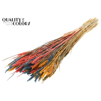 QC Zongebleekte Tarwe | Kleurrijk 6 | Kleur: Gemengde Kleuren | Triticum Droogbloemen | Lengte ± 60 centimeter | Gewicht 220 gram | Per bos