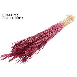 QC Zongebleekte Tarwe | Kleur: Lilakleurig | Triticum Droogbloemen | Lengte ± 60 centimeter | Gewicht 220 gram | Per bos