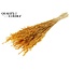 Dried Oats | Colour: Intense Apricot | Avena dried flowers | Length ± 60 centimetres | Weight 200 grams | Per bunch