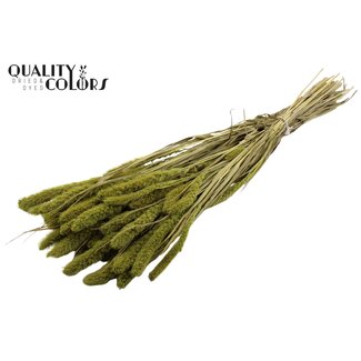 QC Gedroogde Setaria | Kleur: Lichtgroen | Setarea droogbloemen | Lengte ± 70 centimeter | Gewicht 210 gram | Per bos