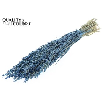 QC Dried Oats | Colour: Pearl Blue | Avena dried flowers | Length ± 60 centimetres | Weight 250 grams | Per bunch