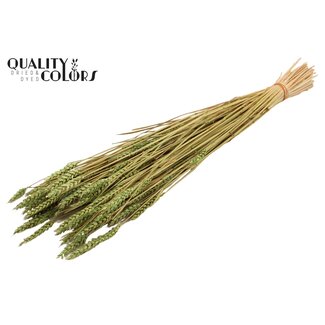 QC Zongebleekte Tarwe | Kleur: Lichtgroen | Triticum Droogbloemen | Lengte ± 60 centimeter | Gewicht 220 gram | Per bos