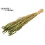 Sun-Bleached Wheat | Colour: Light Green | Triticum Dried Flowers | Length ± 60 centimetres | Weight 220 grams | Per bunch