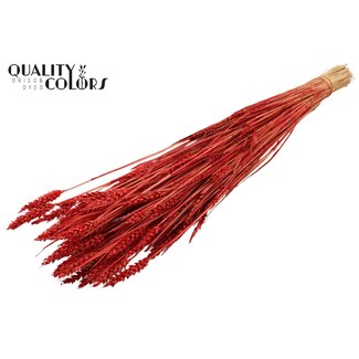 QC Sun-Bleached Wheat | Colour: Red | Triticum Dried Flowers | Length ± 60 centimetres | Weight 220 grams | Per bunch