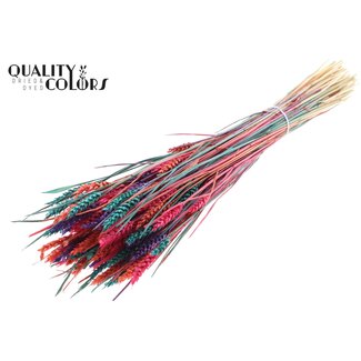 QC Zongebleekte Tarwe | Kleurrijk 4 | Kleur: Gemengde Kleuren | Triticum Droogbloemen | Lengte ± 60 centimeter | Gewicht 220 gram | Per bos