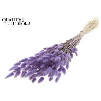 QC Gedroogde Hazenstaartjes | Kleur: Milka Paars | Lagurus Ovatus droogbloemen | Lengte ± 60 centimeter | Per bos
