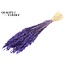 Dried Oats | Colour: Intense Purple | Avena dried flowers | Length ± 60 centimetres | Weight 200 grams | Per bunch