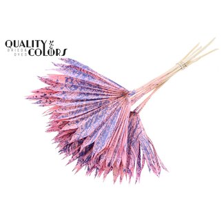 QC Getrocknetes Palmblatt in Fächerform | Farbe: Gesprenkelt Rosa Milka | Palm Sun Trockenblumen | Länge ± 50 Zentimeter | Pro 10 Stiele