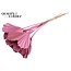 Dried Palm Spear Heart-Shaped | Colour: Light Pink | Length ± 45 centimetres | Per 10 stems