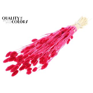 QC Getrocknete Phalaris | Farbe: Intensives Kirschrot | Kanariengras Trockenblumen | Länge ± 70 Zentimeter | Gewicht 220 Gramm | Pro Bund