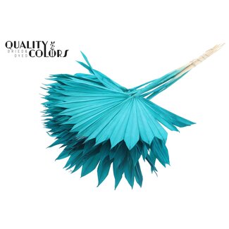 QC Gedroogd Palmblad in Waaiervorm | Kleur: Intens Turquoise | Palm Sun Droogbloemen | Lengte ± 50 centimeter | Per 10 takken
